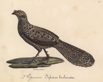 Шпорник из семейства куриные (лист из альбома литографий "Галерея птиц... королевского сада", изданного в Париже в 1825 году)