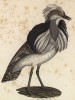 Дрофа-красотка из Западной Монголии (лист из альбома литографий "Галерея птиц... королевского сада", изданного в Париже в 1825 году)