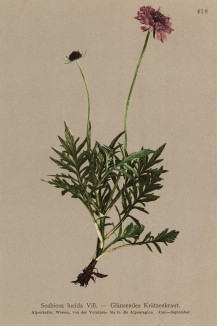 Скабиоза блестящая (Scabiosa lucida (лат.)) (из Atlas der Alpenflora. Дрезден. 1897 год. Том V. Лист 418)