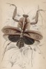 Малазийский листовидный богомол (Deroplatys disiccata Drury's (лат.)) (лист 9 XXXIV тома "Библиотеки натуралиста" Вильяма Жардина, изданного в Эдинбурге в 1843 году)