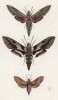 Бабочки рода Deilephila: Celerio (1), Nicea (2), Porcellus (3) (лат.) (лист 45)