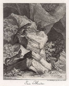 Каменные куницы. Гравюра Иоганна Элиаса Ридингера из Entwurff Einiger Thiere ..., Аугсбург, 1740. 