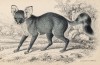 Большеухая лисица (Canis megalotis (лат.)) (лист 23* тома V "Библиотеки натуралиста" Вильяма Жардина, изданного в Эдинбурге в 1840 году)