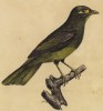 Манорина зелёная (лист из альбома литографий "Галерея птиц... королевского сада", изданного в Париже в 1825 году)