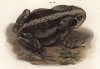 Ага (bufo marinus, ранее docidophryne agua (лат.)), одна из самых крупных жаб весом более килограмма и до 24 сантиметров в длину. Обитает в Южной Америке (из Naturgeschichte der Amphibien in ihren Sämmtlichen hauptformen. Вена. 1864 год)