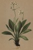 Валериана наскальная (Valeriana saxatilis (лат.)) (из Atlas der Alpenflora. Дрезден. 1897 год. Том V. Лист 413)