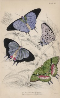 Бабочки 1,2. Polyommatus Marsyas 3,4. P. Endymion (лат.) (лист 26 XXXVI тома "Библиотеки натуралиста" Вильяма Жардина, изданного в Эдинбурге в 1837 году)