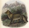 Лиса тибетская (лист XXVIII иллюстраций к известной работе Джорджа Миварта "Семейство волчьих". Лондон. 1890 год)
