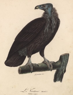 Гриф (Vultur niger (лат.)) (лист из альбома литографий "Галерея птиц... королевского сада", изданного в Париже в 1822 году)