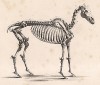 Скелет лошади. The Book of Field Sports and Library of Veterinary Knowledge. Лондон, 1864
