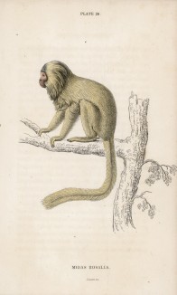 Золотистый львиный тамарин (Midas rosalia (лат.) -- один из самых редких видов обезьян (лист 28 тома II "Библиотеки натуралиста" Вильяма Жардина, изданного в Эдинбурге в 1833 году)