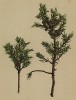 Можжевельник лежачий (Juniperus nana W. (лат.)) с полезными шишкоягодами (из Atlas der Alpenflora. Дрезден. 1897 год. Том I. Лист 15)