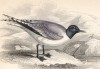 Вилохвостая чайка (Larus Sabini (лат.)) (лист 24 тома XXVII "Библиотеки натуралиста" Вильяма Жардина, изданного в Эдинбурге в 1843 году)
