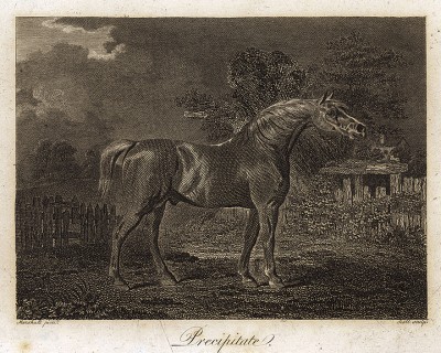 Конь по кличке Стремительный. Гравюра с живописного оригинала британского художника-анималиста Бенджамина Маршала, изданная в Лондоне в 1803 г.