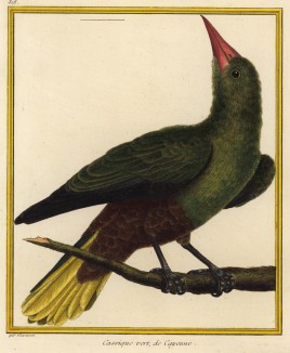 Птица кассик из Южной Америки (из Table des Planches Enluminées d'Histoire Naturelle de M. D'Aubenton (фр.). Утрехт. 1783 год (лист 328))