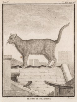 Пепельно-серая домашняя кошка (лист XXV иллюстраций ко второму тому знаменитой "Естественной истории" графа де Бюффона, изданному в Париже в 1749 году)