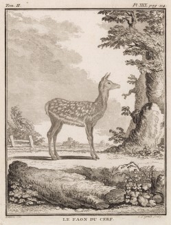 Олененок (лист XXX иллюстраций ко второму тому знаменитой "Естественной истории" графа де Бюффона, изданному в Париже в 1749 году)