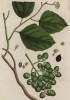 Кордия (Cordia (лат.)) — род растений семейства бурачниковые -- лакомство для личинок бабочек вида Endoclita malabaricus (лист 398 "Гербария" Элизабет Блеквелл, изданного в Нюрнберге в 1757 году)