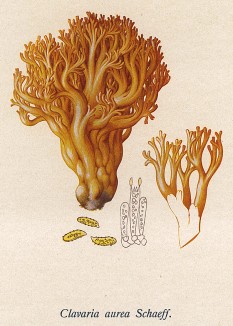 Pогатик золотистый, Clavaria aurea Schaeff. (лат.). Дж.Бресадола, Funghi mangerecci e velenosi, т.II, л.194. Тренто, 1933