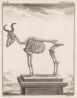 Скелет антилопы (лист XXXVII иллюстраций к двенадцатому тому знаменитой "Естественной истории" графа де Бюффона, изданному в Париже в 1764 году)
