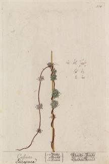 Шёлковая трава (Cuscuta Europea (лат.)) (лист 554 "Гербария" Элизабет Блеквелл, изданного в Нюрнберге в 1760 году)