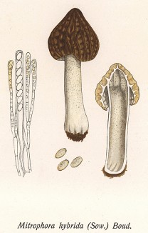 Сморчок полусвободный, Mitrophora hybrida (Sow.) Boud. (лат.). Дж.Бресадола, Funghi mangerecci e velenosi, т.II, л.214. Тренто, 1933