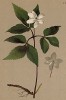 Ветреница, или анемона трёхлистная с альпийских лугов (Anemone trifolia (лат.)) (из Atlas der Alpenflora. Дрезден. 1897 год. Том II. Лист 124)