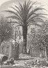 Сценка в Сент-Аугустине, штат Флорида. Финиковая пальма. Лист из издания "Picturesque America", т.I, Нью-Йорк, 1872.