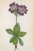 Примула великолепная (Primula spectabilis (лат.)) (лист 353 известной работы Йозефа Карла Вебера "Растения Альп", изданной в Мюнхене в 1872 году)