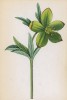 Морозник зелёный (Helleborus viridis (лат.)) (лист 26 известной работы Йозефа Карла Вебера "Растения Альп", изданной в Мюнхене в 1872 году)