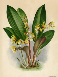 Орхидея COELOGINE LURIDA (лат.) (лист DXXXII Lindenia Iconographie des Orchidées - обширнейшей в истории иконографии орхидей. Брюссель 1896)
