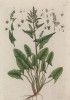 Щавель кислый, или обыкновенный (Rumex acetosa (лат.)) — вид растений рода щавель. Весьма неплох в качестве базы для зелёного супа (лист 230 "Гербария" Элизабет Блеквелл, изданного в Нюрнберге в 1757 году)