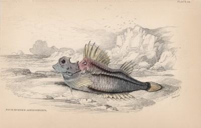 Четырёхрогая лисичка (Aspidophorus quadricornis (лат.)) из семейства Agonidae (морские лисички) (лист 22 тома XXVIII "Библиотеки натуралиста" Вильяма Жардина, изданного в Эдинбурге в 1843 году)