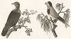 Горный голубь нукагивский и попугайчик Пигиди