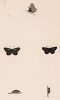 Бабочка голубянка малая (лат. Papilio Alsus), её гусеница и куколка. History of British Butterflies Френсиса Морриса. Лондон, 1870, л.60