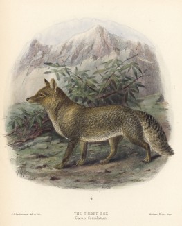 Лиса тибетская (лист XXVIII иллюстраций к известной работе Джорджа Миварта "Семейство волчьих". Лондон. 1890 год)