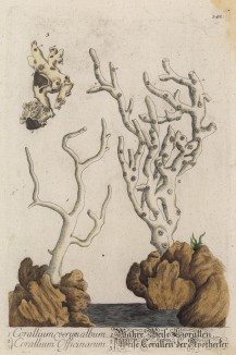 Белый коралл (Corallum verum album (лат.)) (лист 342 "Гербария" Элизабет Блеквелл, изданного в Нюрнберге в 1757 году)