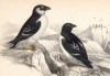 Чистики (Mergulus alle (лат.)) (лист 18 тома XXVII "Библиотеки натуралиста" Вильяма Жардина, изданного в Эдинбурге в 1843 году)