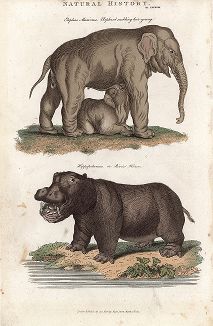 Молодая слониха со слонёнком и обыкновенный бегемот, или гиппопотам.