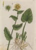 Дороникум (Doronicum (лат.)) — травянистые корневищные многолетники семейства астровые (лист 239 "Гербария" Элизабет Блеквелл, изданного в Нюрнберге в 1757 году)