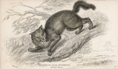 Дикая кошка ангорской породы (Felis Angorensis (лат.)) (лист 28 тома III "Библиотеки натуралиста" Вильяма Жардина, изданного в Эдинбурге в 1834 году)
