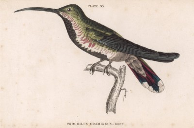 Единственная в мире птица, способная летать назад. Колибри Trochillus Gramineus (лат.) (лист 33 тома XVII "Библиотеки натуралиста" Вильяма Жардина, изданного в Эдинбурге в 1833 году)