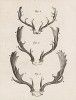 Лосиные рога на разных этапах их роста (лист XXIX иллюстраций к шестому тому знаменитой "Естественной истории" графа де Бюффона, изданному в Париже в 1756 году)