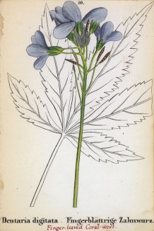 Зубянка пальчатая (Dentaria digitata (лат.)) (лист 50 известной работы Йозефа Карла Вебера "Растения Альп", изданной в Мюнхене в 1872 году)