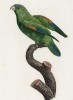 Зелёный короткохвостый попугайчик (лист 58 иллюстраций к первому тому Histoire naturelle des perroquets Франсуа Левальяна. Изображения попугаев из этой работы считаются одними из красивейших в истории. Париж. 1801 год)