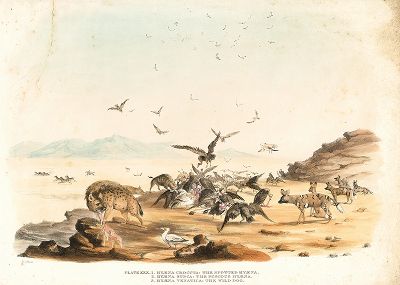 Гиены, грифы и стервятники из издания "Portraits of the Game and Wild Animals of Southern Africa ..." капитана Уильяма Харриса, Лондон, 1840. 