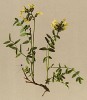 Астрагал холодный (Astragalus frigidus (лат.)) (из Atlas der Alpenflora. Дрезден. 1897 год. Том III. Лист 253)