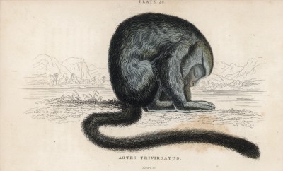 Мирикина, или дурукули (Aotes Trivirgatus (лат.)). Южноамериканская обезьяна, живущая в дуплах деревьев (лист 24 тома II "Библиотеки натуралиста" Вильяма Жардина, изданного в Эдинбурге в 1833 году)