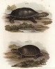 Американские черепахи Stayrotypus tryporcalus и Cinosternon pensylvanicum (лат.) (из Naturgeschichte der Amphibien in ihren Sämmtlichen hauptformen. Вена. 1864 год)