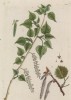 Тополь чёрный (Populus nigra (лат.)) (лист 248 "Гербария" Элизабет Блеквелл, изданного в Нюрнберге в 1757 году)
